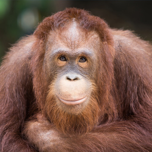 Orangutan i Zoo Rostock ler mot kameran